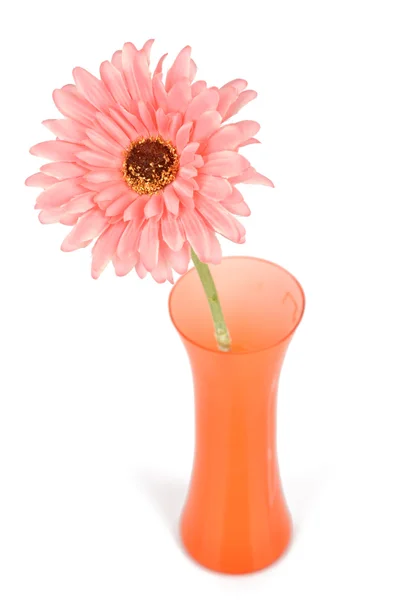 Africa crisantemo in vaso — Foto Stock
