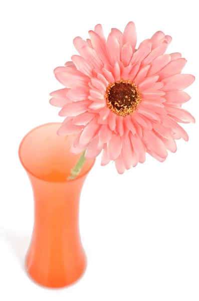Africa crisantemo in vaso — Foto Stock