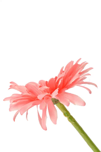 Crisantemo de África — Foto de Stock