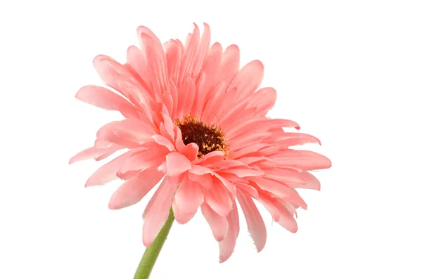 Africa chrysanthemum — Stock Photo, Image
