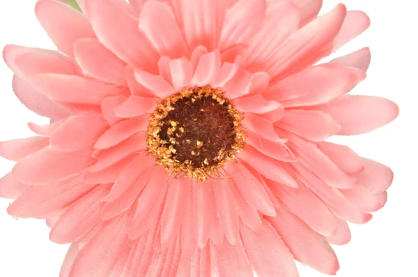 Afrika chrysant — Stockfoto