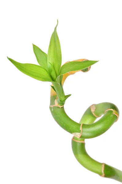 Lucky bamboo Royalty Free Stock Images
