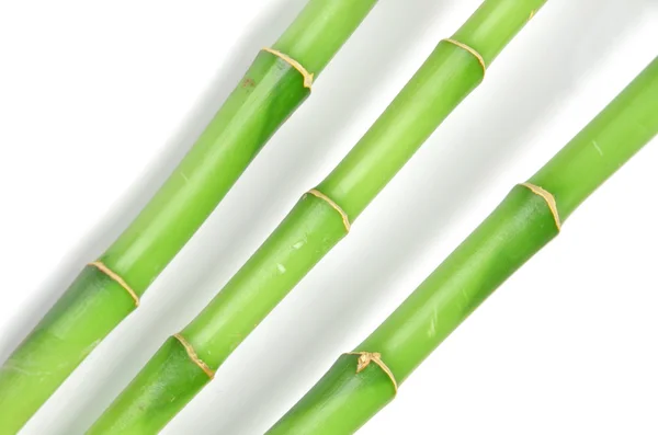 Пощастило бамбука — стокове фото