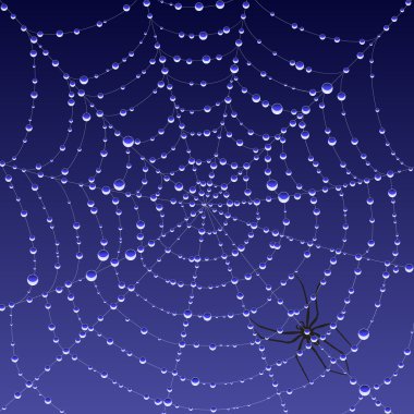 çiy spiderweb