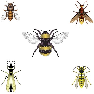 Five vector bees and wasps clipart