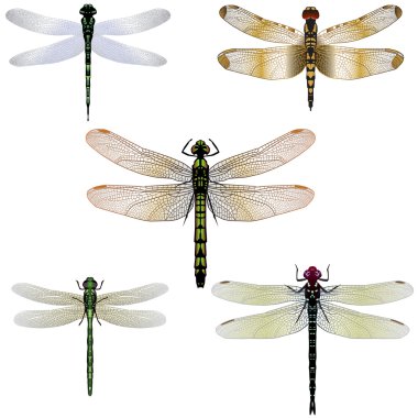 Five vector dragonflies clipart