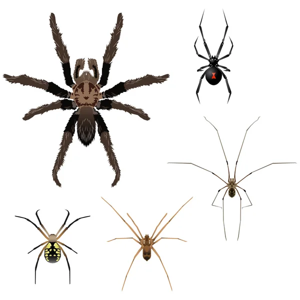Cinco ilustrações de aranha vetorial — Vetor de Stock
