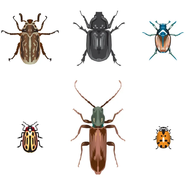 Six vector beetle illustrations — Stock Vector