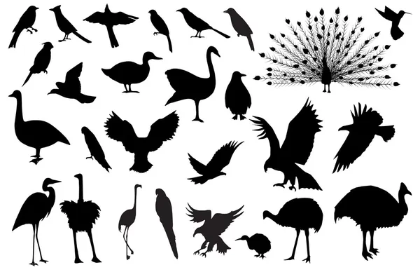 Bird silhouettes — Stock Vector