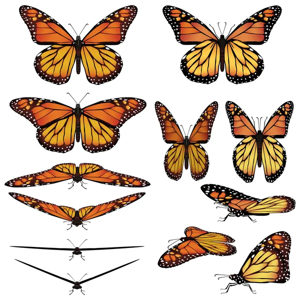 Бабочка-монарх Стоковая Иллюстрация