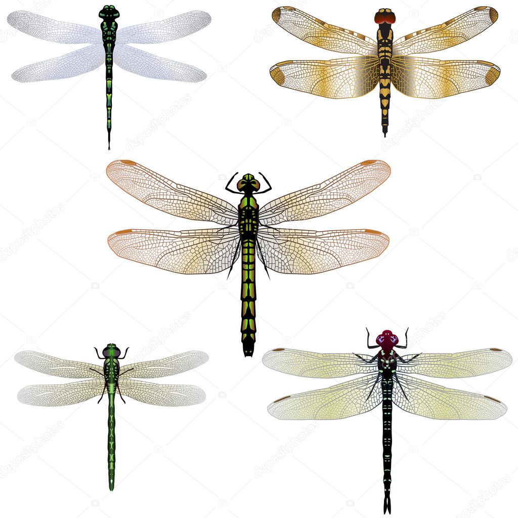 Five vector dragonflies