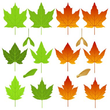 Maple leaf set clipart