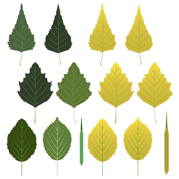 Set de feuilles de bouleau — Image vectorielle