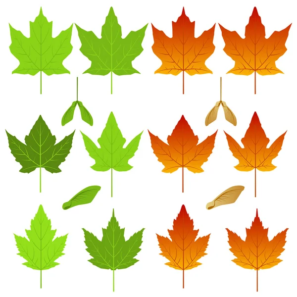 Maple leaf set — Stock Vector