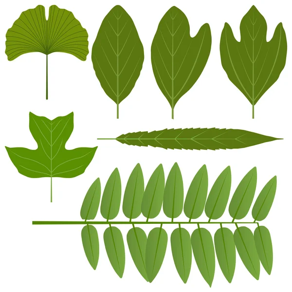 Set di foglie — Vettoriale Stock