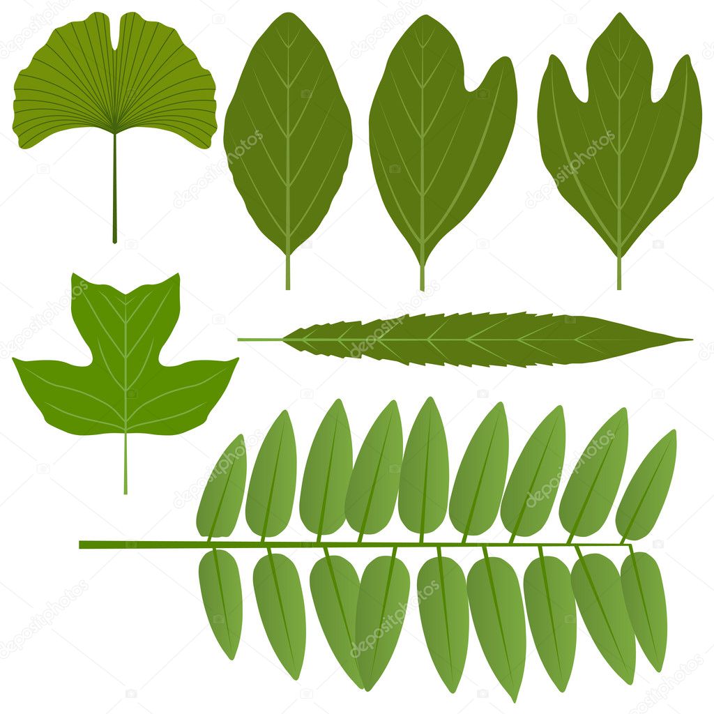 Leaf set