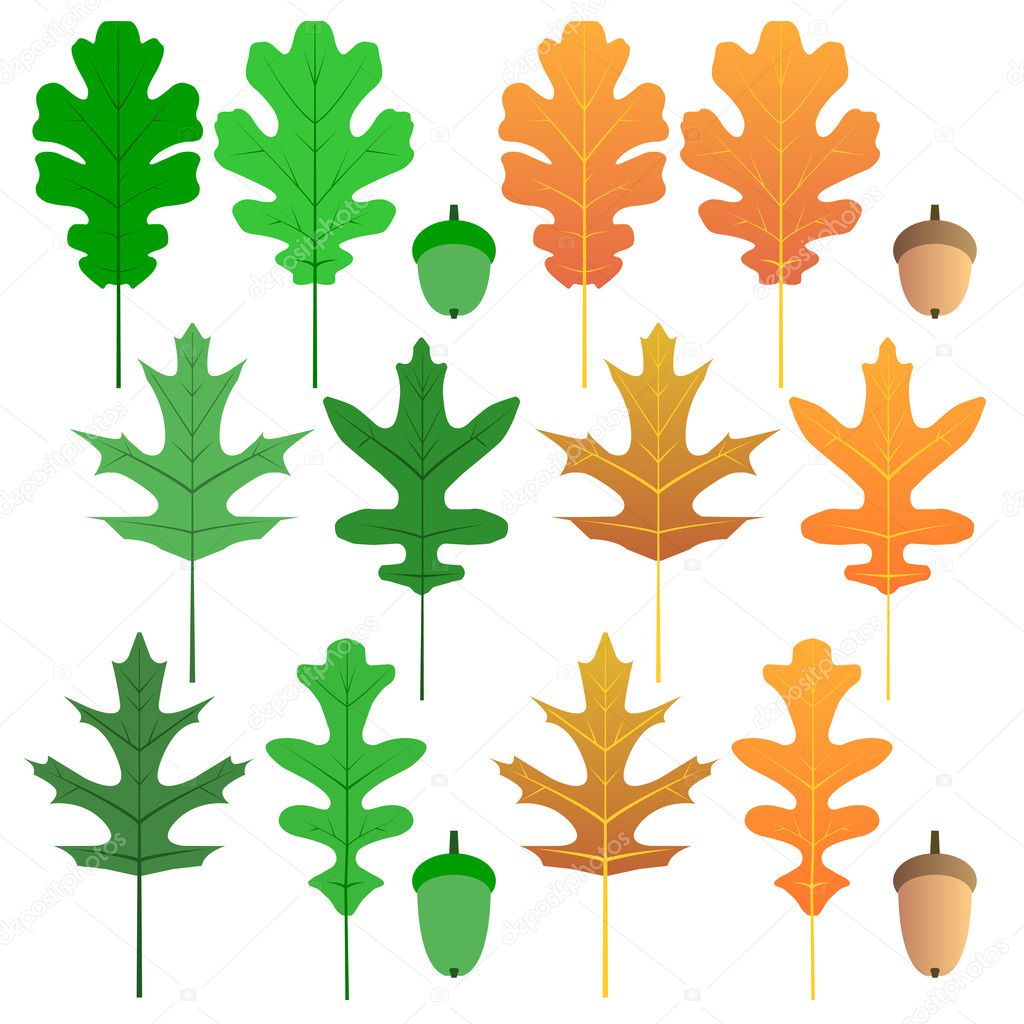 Oak leaf set