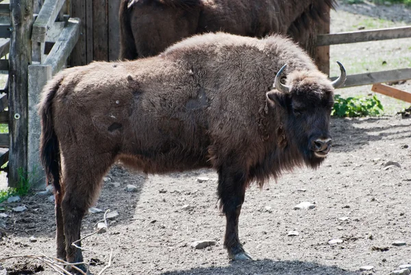 Bisonte europeu no parque florestal — Fotografia de Stock