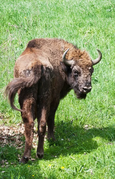 Yeşil çimenlerin üzerinde otlatma Avrupa bizonu — Stok fotoğraf
