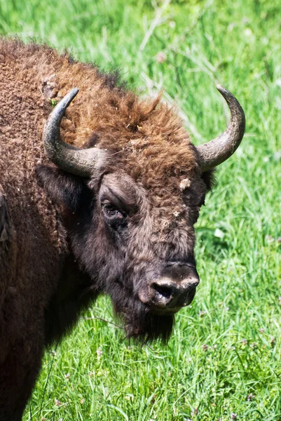 Portrait of European bison male — Stock Photo, Image