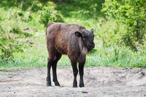 Becerro de bisonte europeo — Foto de Stock