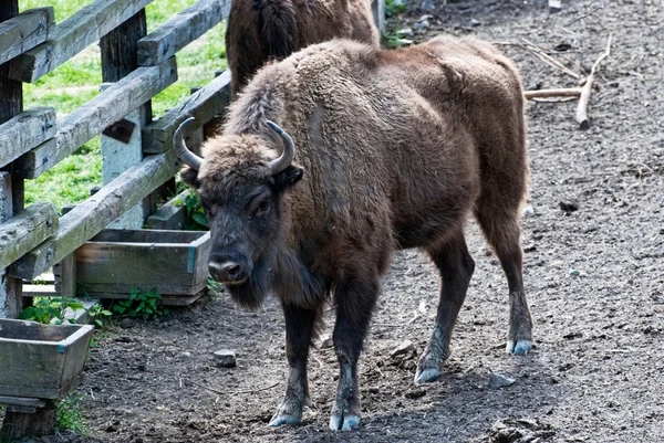 Avrupa bizonu besleyici için geliyor — Stok fotoğraf
