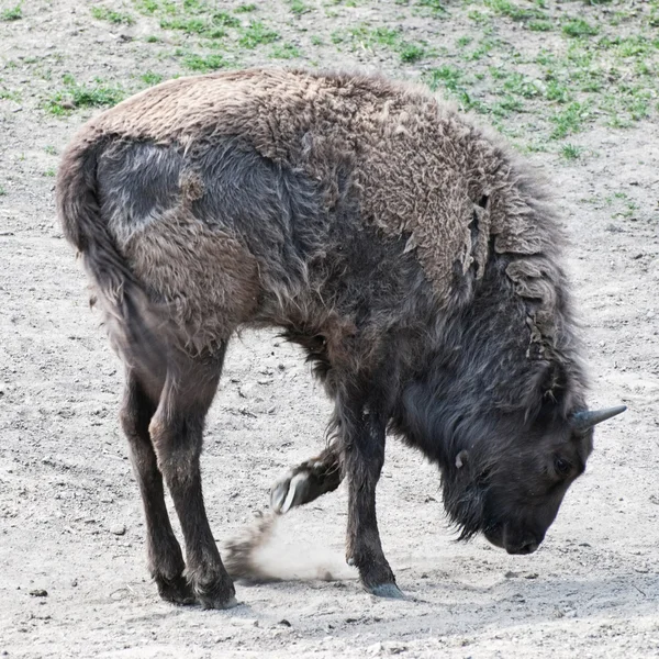 Avrupa bizonu yere paws — Stok fotoğraf
