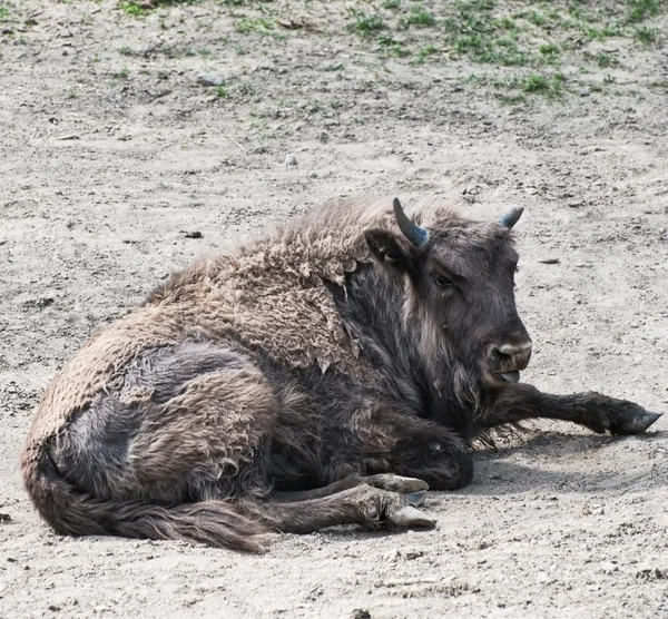 's middags rest van Europese bizon — Stockfoto