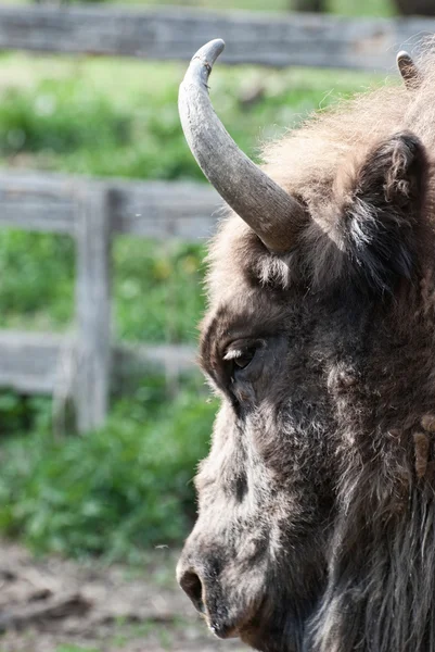 Detail van het hoofd van de Europese bizon — Stockfoto