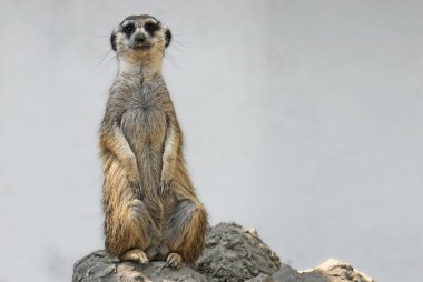 Meerkat clipart