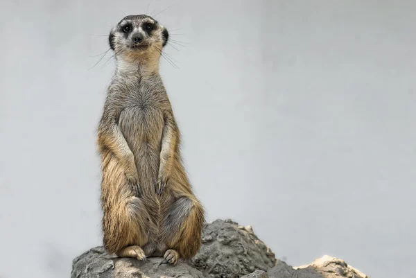 Meerkat. — Fotografia de Stock