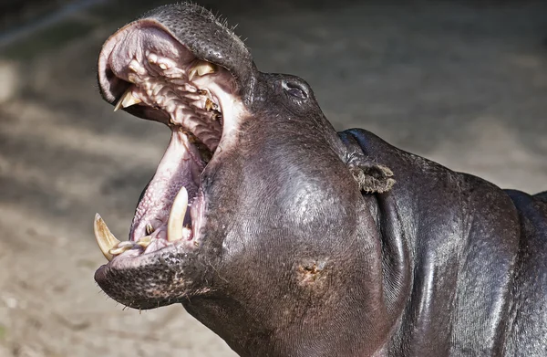 Liberian Hippo (Hexaprotodon liberiensis) — Stock Photo, Image