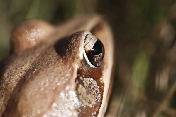 Kurbağa - göz - ayrıntı — Stok fotoğraf
