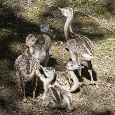 EMU (dromaius novaehollandiae)