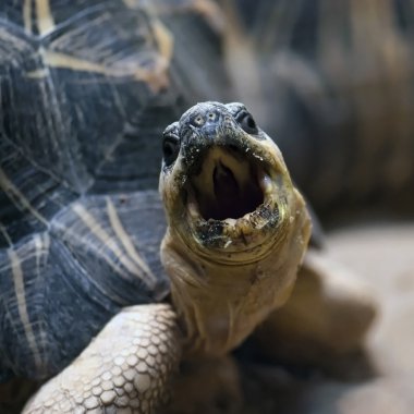 Kaplumbağa ışınları (Astrochelys Geochelone ışınsal simetrili canlılar)