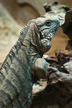 Yeşil iguana