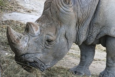 Rhinoceros (Ceratotherium simum simum) clipart