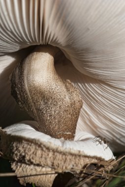 Mushroom close-up clipart