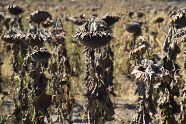 Dry Sunflowers clipart