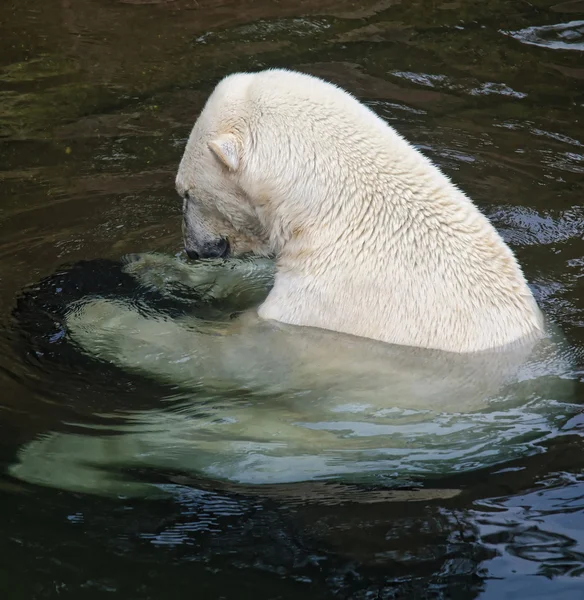 Urso polar — Fotografia de Stock