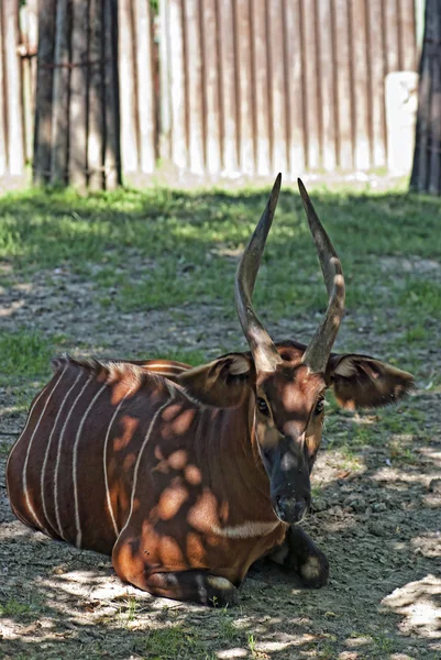 Bongo antílope — Fotografia de Stock