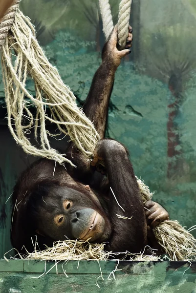 Bornean orangutan — Stock Photo, Image