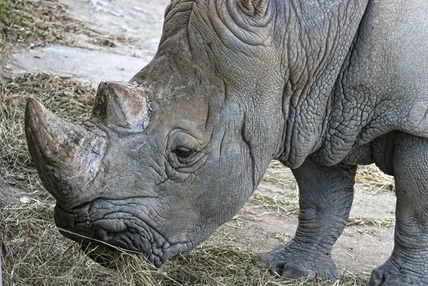 Rinoceronte (Ceratotherium simum simum ) — Fotografia de Stock