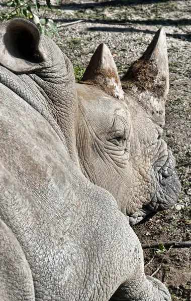 Rinoceros (Ceratotherium simum simum ) — Fotografie, imagine de stoc