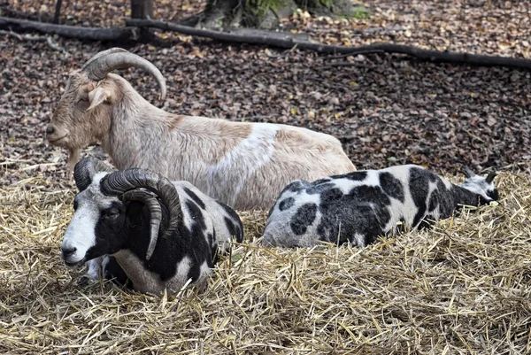 Chèvres au repos — Photo