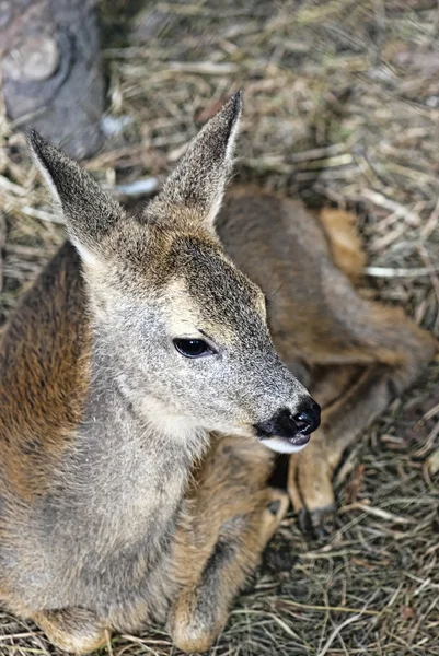 stock image Young Deer