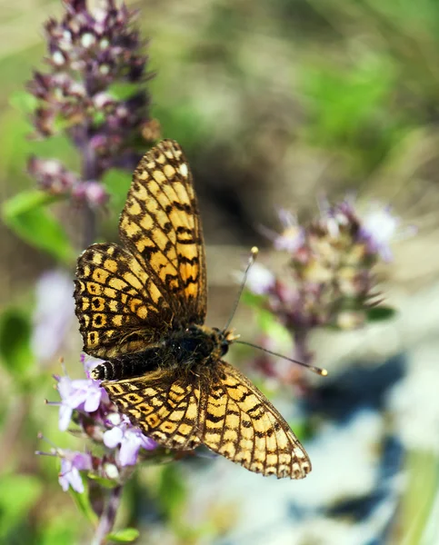 Flying butterfly — Stockfoto