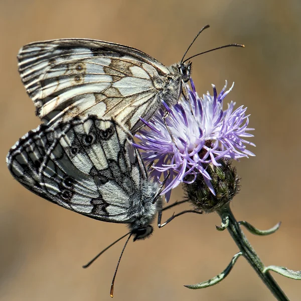 Acasalamento de borboletas — Fotografia de Stock
