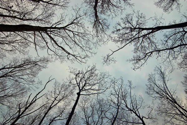 stock image Tree Branches