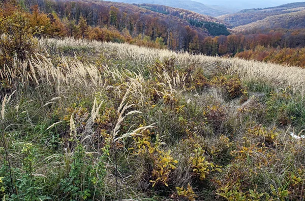 stock image Meadow by fall